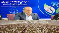 جوجه ریزی بیش از 11 میلیون قطعه جوجه ریزی در واحد های مرغداری سیستان وبلوچستان
