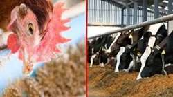 بیش از 16 میلیارد تومان تسهیلات به بخش دام، طیور و آبزیان بوشهر پرداخت شد