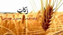 برداشت گندم در ارسنجان آغاز شد