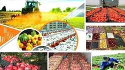 کاهش ضایعات محصولات کشاورزی فرصتی برای پایداری تولید غذا