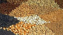 درآمدهای ارزی دولت؛ مرجع ارز واردات نهاده‌های کشاورزی