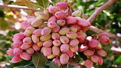رشد تولید 80 درصدی پسته در سال جاری