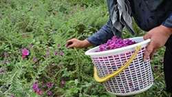اختصاص بیش از 36 هکتار اراضی شهرستان سیرجان به کشت گیاهان داروئی