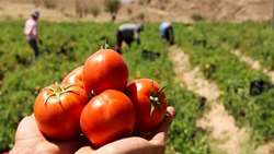 برداشت گوجه ‌فرنگی از مزارع آذربایجان‌غربی آغاز شد