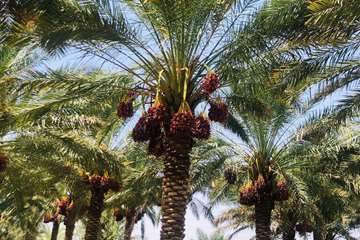 خرما