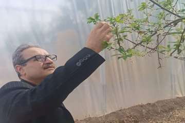 باغبانی