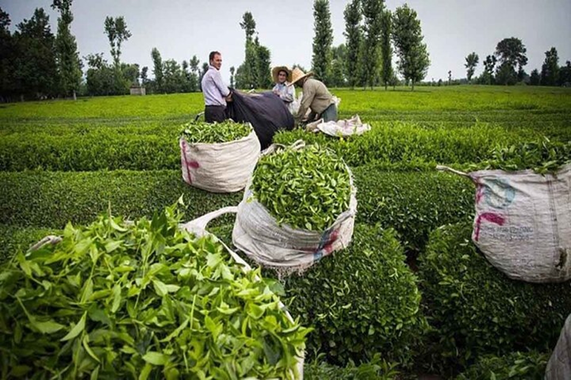 چای 