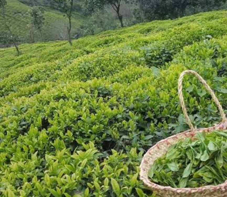 ۱۶ هزار تُن برگ سبز چای در رودسر خریداری شد 